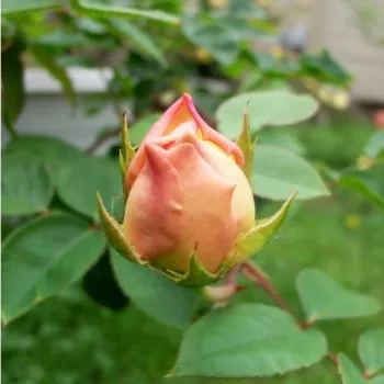 Rosa Evelyn - rosa - Árbol de Rosas Inglesa - rosal de pie alto- forma de corona tupida