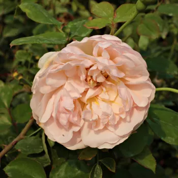 Viac odtieňov marhuľovej farby - stromčekové ruže - Stromkové ruže s kvetmi anglických ruží