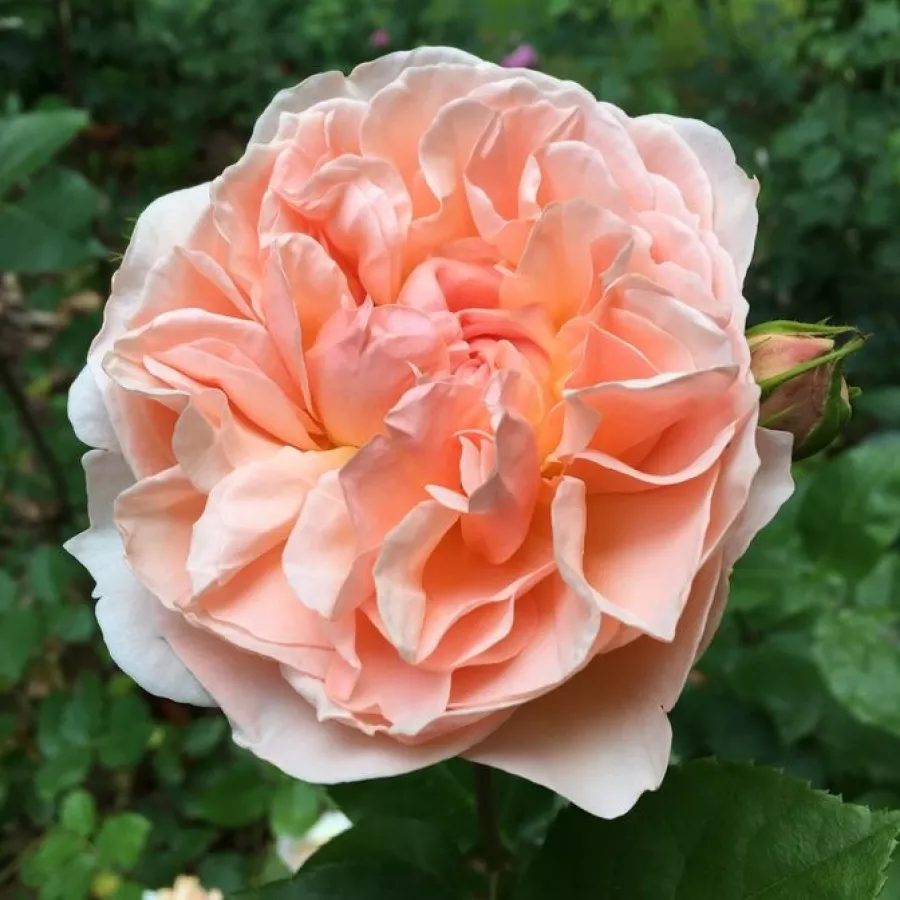 Trandafiri englezești - Trandafiri - Evelyn - comanda trandafiri online