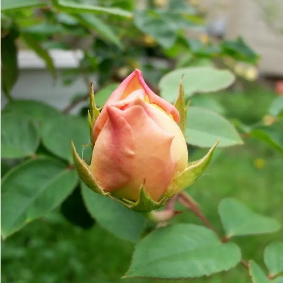 Rozetă - Trandafiri - Evelyn - comanda trandafiri online