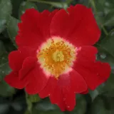 Vörös - fehér - virágágyi floribunda rózsa - Online rózsa vásárlás - Rosa Eye Paint™ - diszkrét illatú rózsa - savanyú aromájú