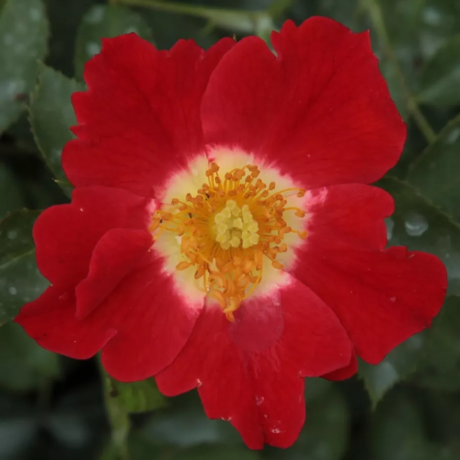 Róże rabatowe grandiflora - floribunda - Róża - Eye Paint™ - Szkółka Róż Rozaria