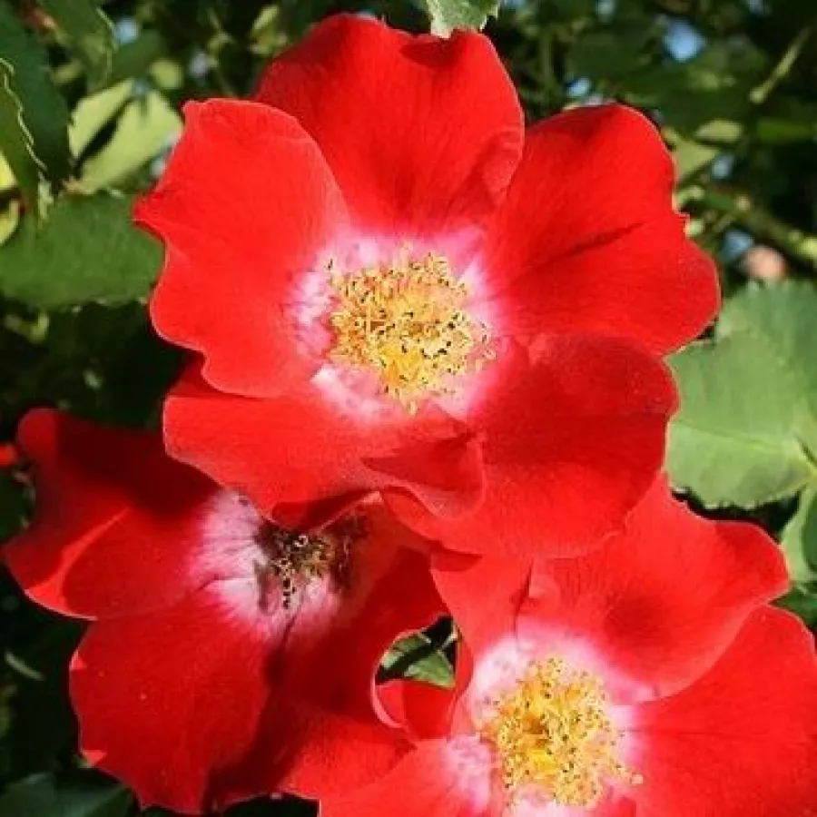 Czerwony - biały - Róża - Eye Paint™ - Szkółka Róż Rozaria