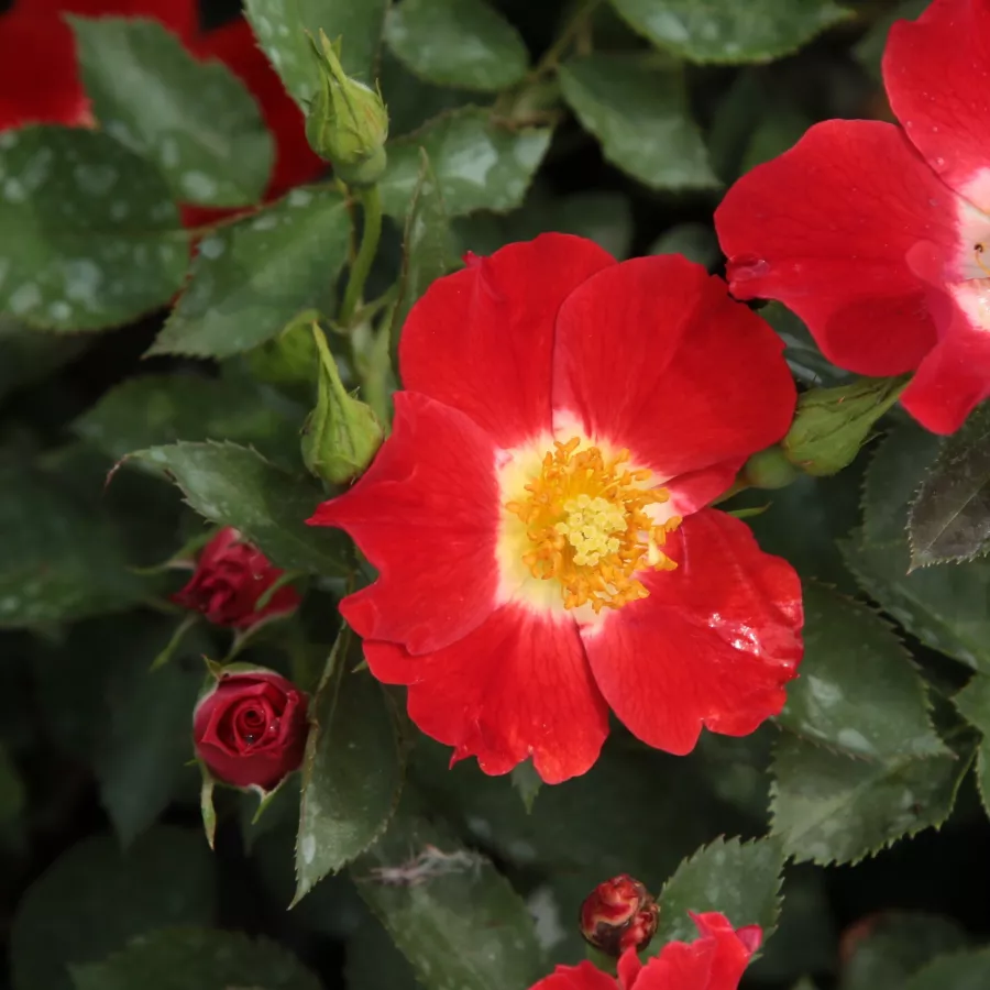 Diszkrét illatú rózsa - Rózsa - Eye Paint™ - Online rózsa rendelés