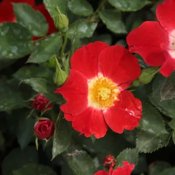 Rosa Eye Paint™ - czerwony - biały - róże rabatowe grandiflora - floribunda