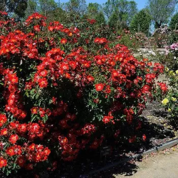 Rdeča-živo rdeča z belo sredino - Vrtnice Floribunda   (90-185 cm)
