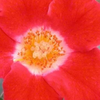 Online rózsa kertészet - virágágyi floribunda rózsa - vörös - fehér - diszkrét illatú rózsa - savanyú aromájú - Eye Paint™ - (90-185 cm)