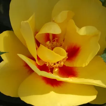Rózsa rendelés online - sárga - vörös - climber, futó rózsa - Eyeconic® - diszkrét illatú rózsa - alma aromájú - (120-180 cm)