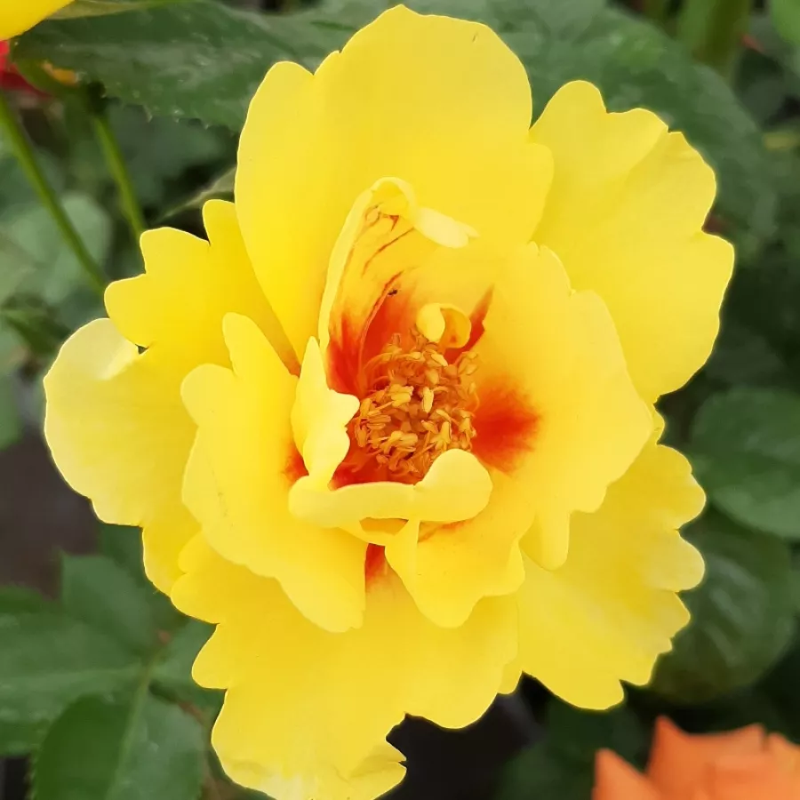 Rose Climber - Rosa - Eyeconic® - Produzione e vendita on line di rose da giardino