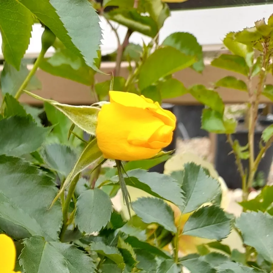 Róża z dyskretnym zapachem - Róża - Eyeconic® - Szkółka Róż Rozaria