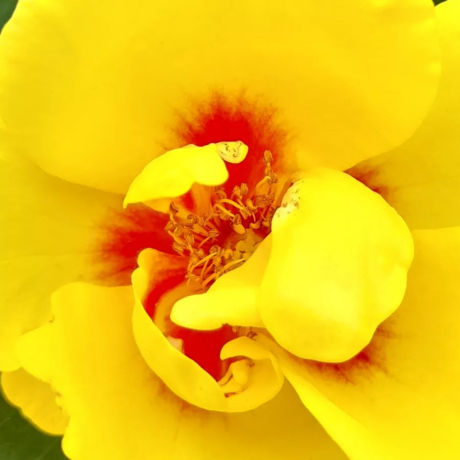 Climber, Hybrid Hulthemia persica, mini-climber - Trandafiri - Eyeconic® - Trandafiri online