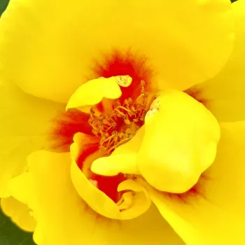 Rosen Online Gärtnerei - kletterrosen - gelb - rot - diskret duftend - Eyeconic® - (120-180 cm)