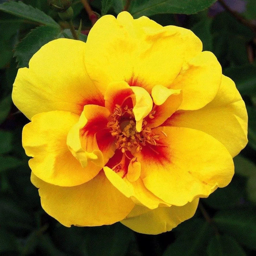 Sárga - vörös - Rózsa - Eyeconic® - Kertészeti webáruház