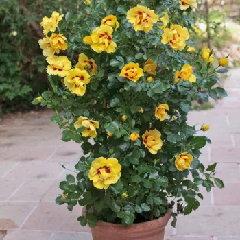Amarillo - rojo - Árbol de Rosas Flor Simple - rosal de pie alto- froma de corona llorona
