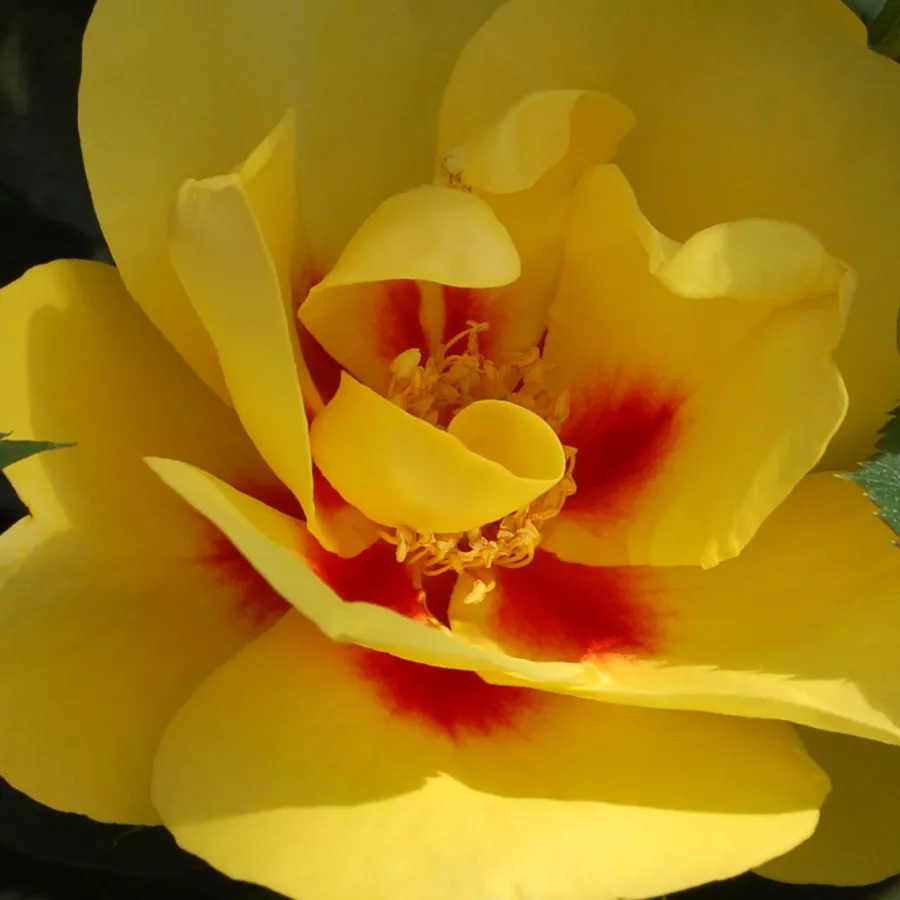 Csokros - Rózsa - Eyeconic® - Kertészeti webáruház