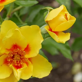 Rosa Eyeconic® - žltá - bordová - Stromková ruža s klasickými kvetmistromková ruža s kríkovitou tvarou koruny