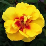 Sárga - vörös - diszkrét illatú rózsa - alma aromájú - Online rózsa vásárlás - Rosa Eyeconic® - climber, futó rózsa