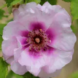 Lila - rózsaszín - virágágyi floribunda rózsa - Online rózsa vásárlás - Rosa Eyes for You™ - diszkrét illatú rózsa - tea aromájú