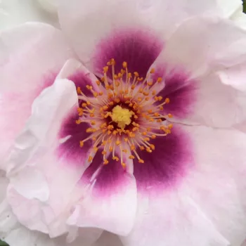 Online rózsa vásárlás - lila - rózsaszín - virágágyi floribunda rózsa - Eyes for You™ - diszkrét illatú rózsa - tea aromájú - (100-140 cm)