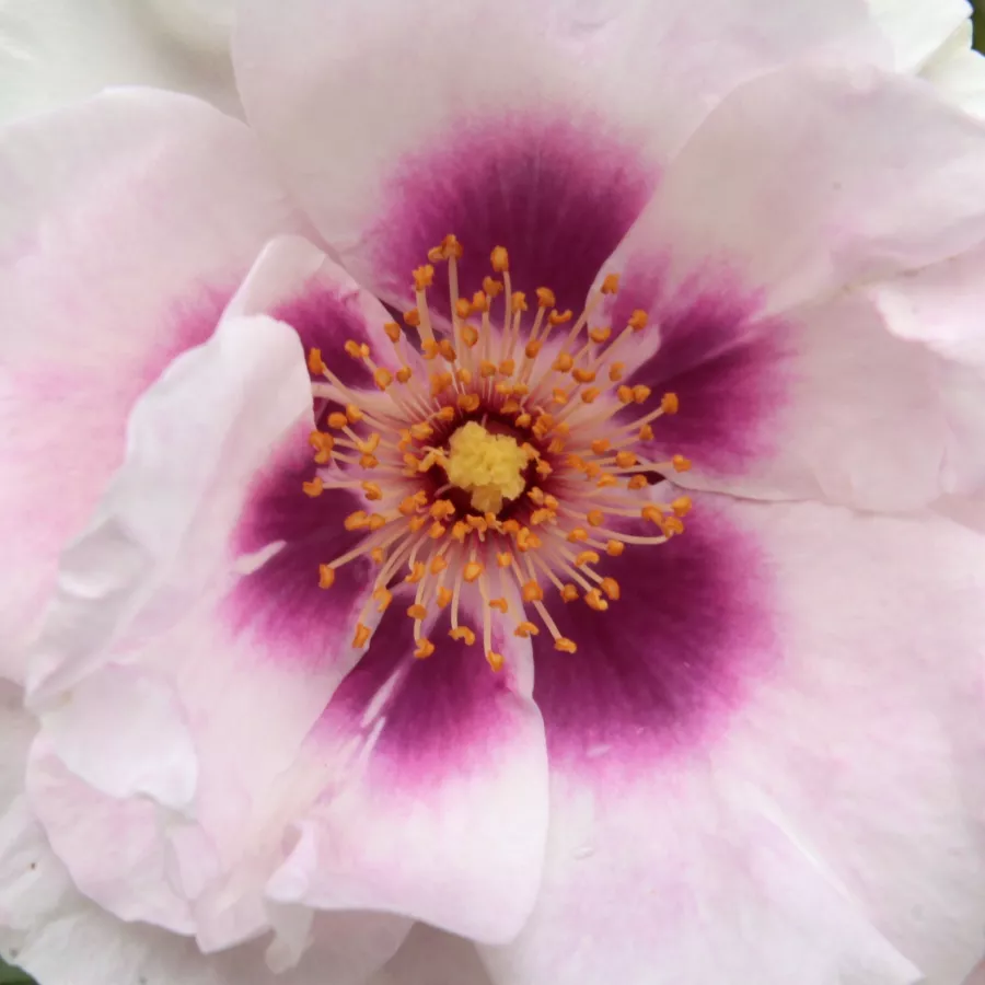 Floribunda - Rosa - Eyes for You™ - Produzione e vendita on line di rose da giardino