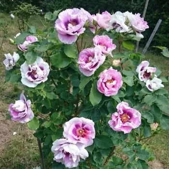 Bledě fialová s růžovým středem - stromkové růže - Stromkové růže, květy kvetou ve skupinkách