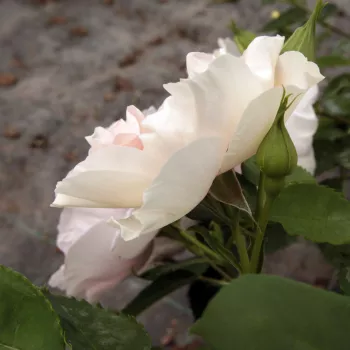 Rosa Eyes for You™ - růžová - fialová - stromkové růže - Stromkové růže, květy kvetou ve skupinkách