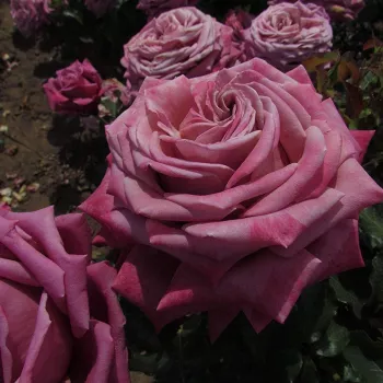 Sötétrózsaszín - teahibrid rózsa - diszkrét illatú rózsa - szegfűszeg aromájú