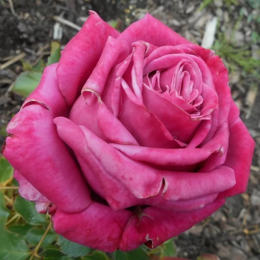 Rose Ibridi di Tea - Rosa - Fabulous™ - Produzione e vendita on line di rose da giardino