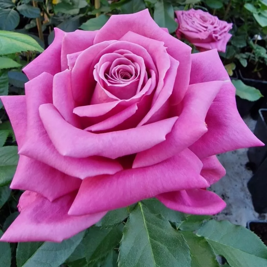 Różowy - Róża - Fabulous™ - Szkółka Róż Rozaria