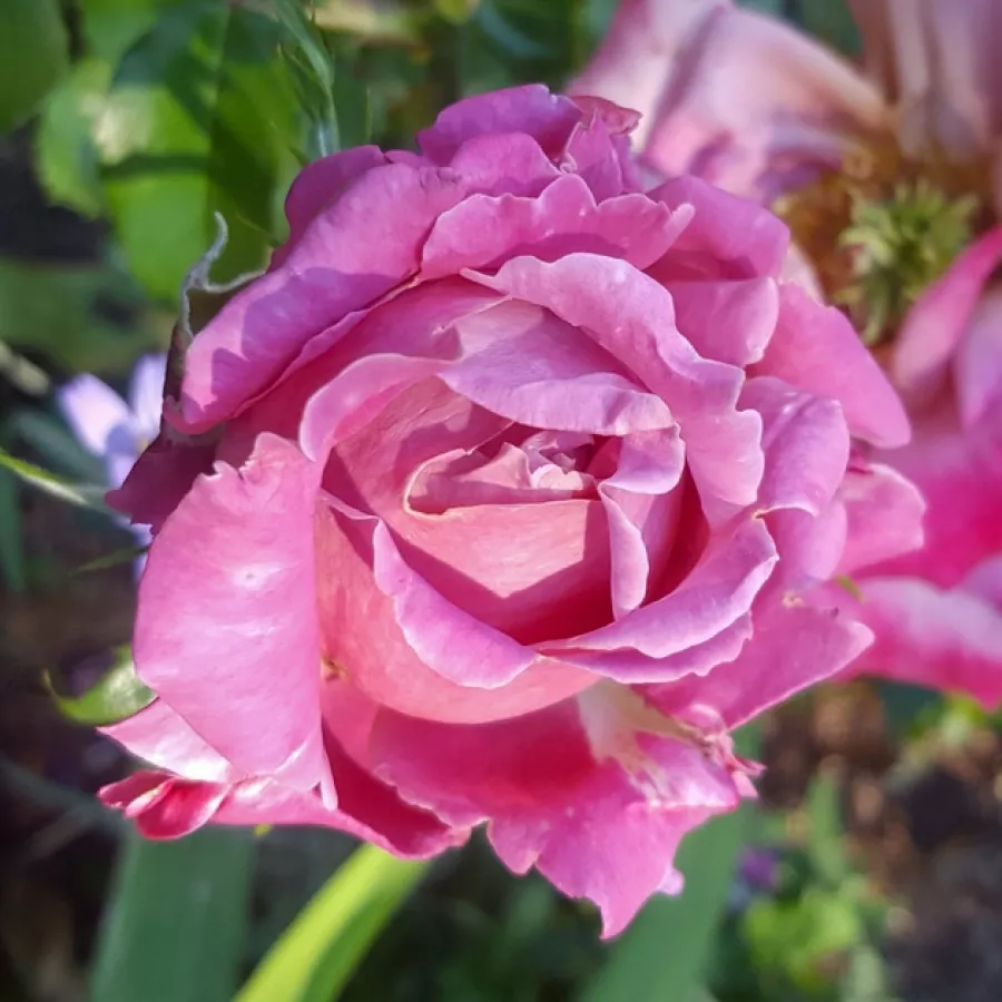 Diskreten vonj vrtnice - Roza - Fabulous™ - Na spletni nakup vrtnice