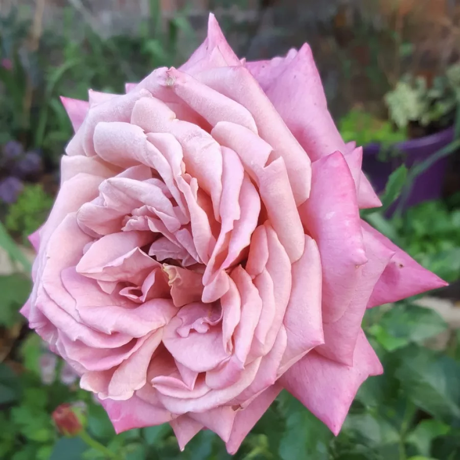 FORfab - Róża - Fabulous™ - Szkółka Róż Rozaria