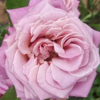Narudžba ruža - Ruža čajevke - ružičasta - diskretni miris ruže - Fabulous™ - (90-120 cm)