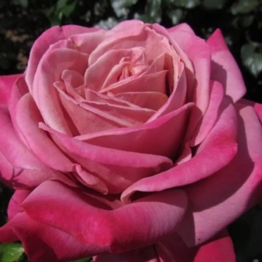John Ford - Róża - Fabulous™ - 