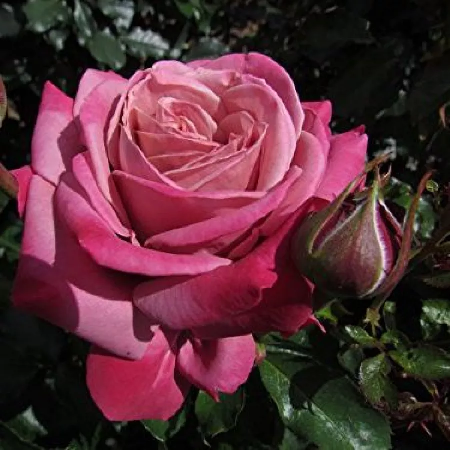 árbol de rosas híbrido de té – rosal de pie alto - Rosa - Fabulous™ - rosal de pie alto