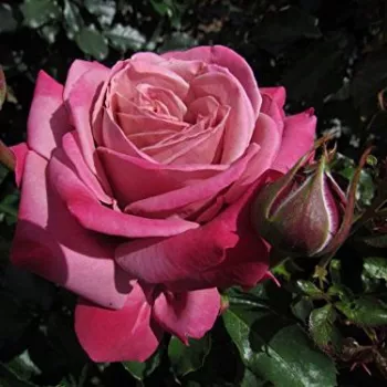 Rosa Fabulous™ - rosa - árbol de rosas híbrido de té – rosal de pie alto