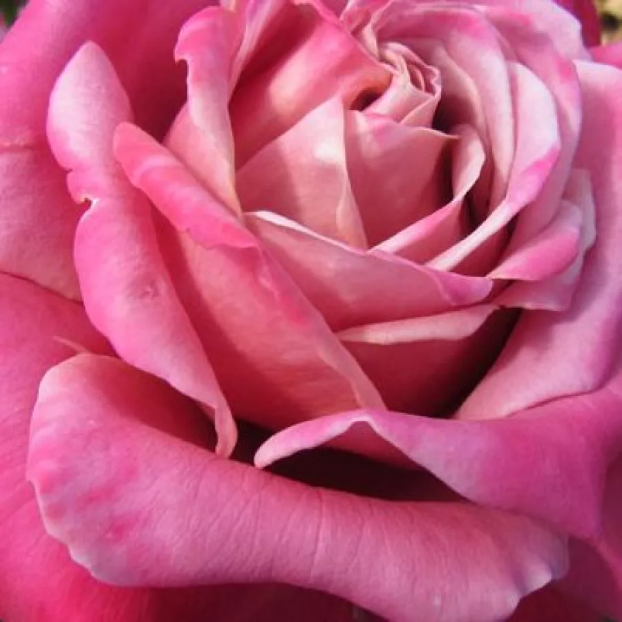 Solitaria - Rosa - Fabulous™ - rosal de pie alto