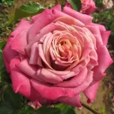 Rózsaszín - diszkrét illatú rózsa - szegfűszeg aromájú - Online rózsa vásárlás - Rosa Fabulous™ - teahibrid rózsa
