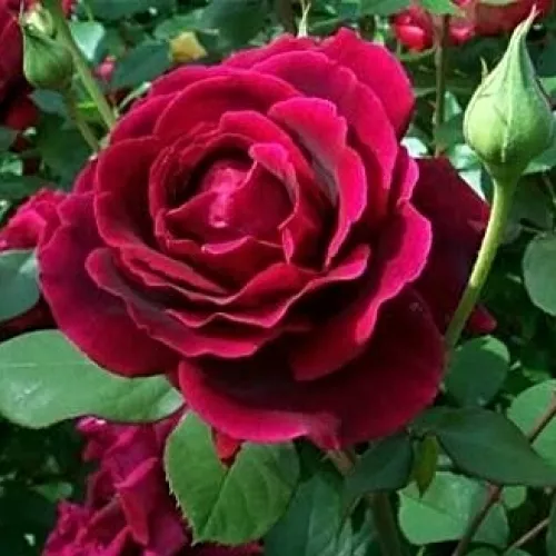 Crimson Glory