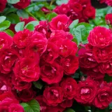 Vörös - virágágyi polianta rózsa - Online rózsa vásárlás - Rosa Fairy Dance - diszkrét illatú rózsa - tea aromájú