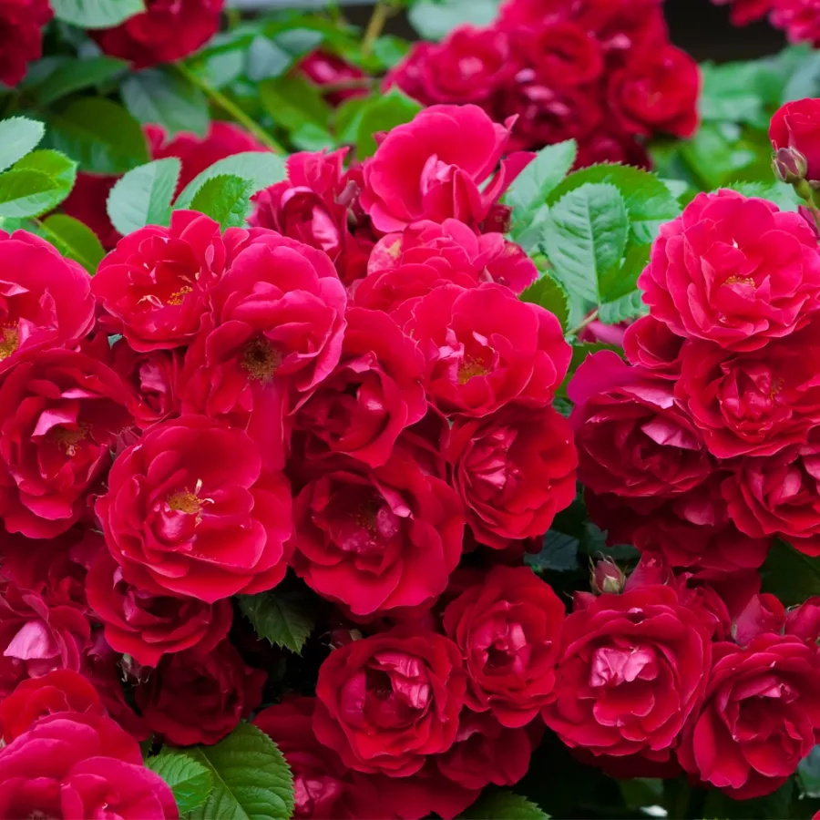 Róże rabatowe polianty - Róża - Fairy Dance - Szkółka Róż Rozaria