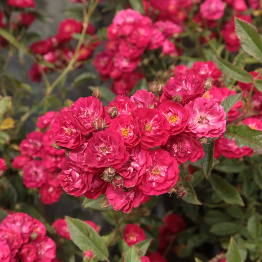 Rosso - Rosa - Fairy Dance - Produzione e vendita on line di rose da giardino