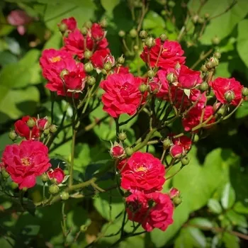 Rosa Fairy Dance - czerwony - róże rabatowe polianty