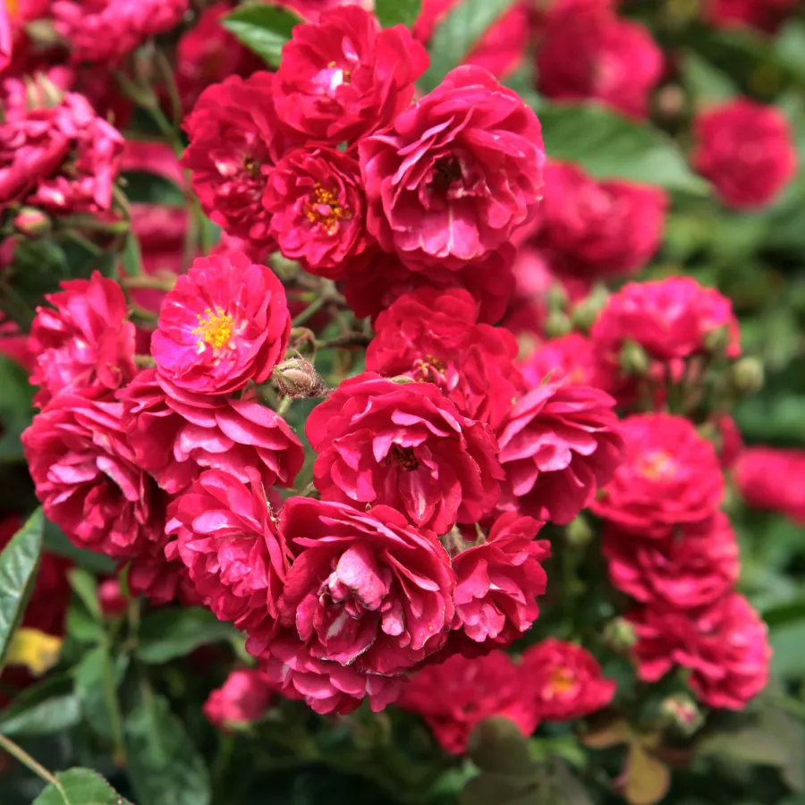 HARward - Rosa - Fairy Dance - Produzione e vendita on line di rose da giardino
