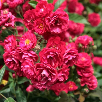 Piros - virágágyi polianta rózsa - diszkrét illatú rózsa - tea aromájú