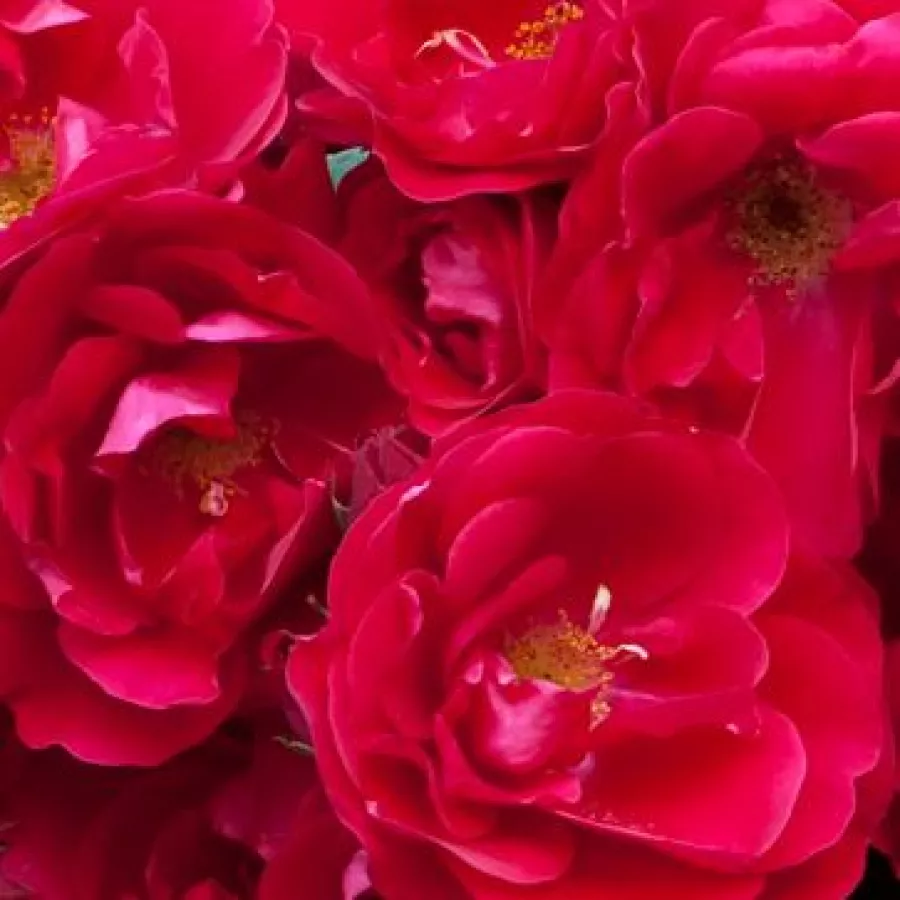 Polyantha - Rosa - Fairy Dance - Produzione e vendita on line di rose da giardino