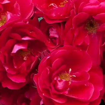 Rosen Shop - polyantharosen - rot - Rosa Fairy Dance - diskret duftend - Harkness & Co. Ltd - Üppig, gruppenweise blühend, an einem Stiel sogar 20-30 durchgehend blühende Blüten in verschiedenen Stadien. Gruppenweise gepflanzt geeignet als Randdekoration.
