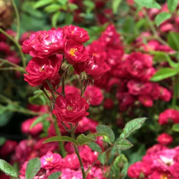 Rosa Fairy Dance - vörös - magastörzsű rózsa - apróvirágú
