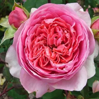 Rózsák webáruháza. - rózsaszín - nosztalgia rózsa - Amandine Chanel™ - diszkrét illatú rózsa - pézsmás aromájú - (80-110 cm)