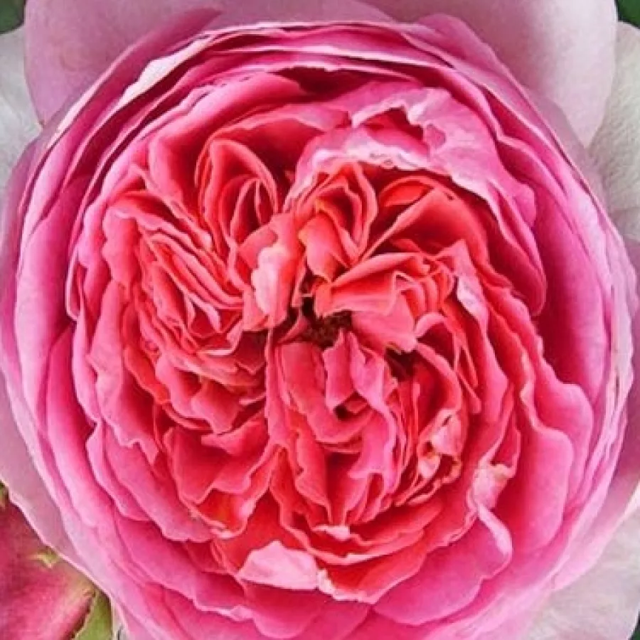 Nostalgická ruža - Ruža - Amandine Chanel™ - Ruže - online - koupit