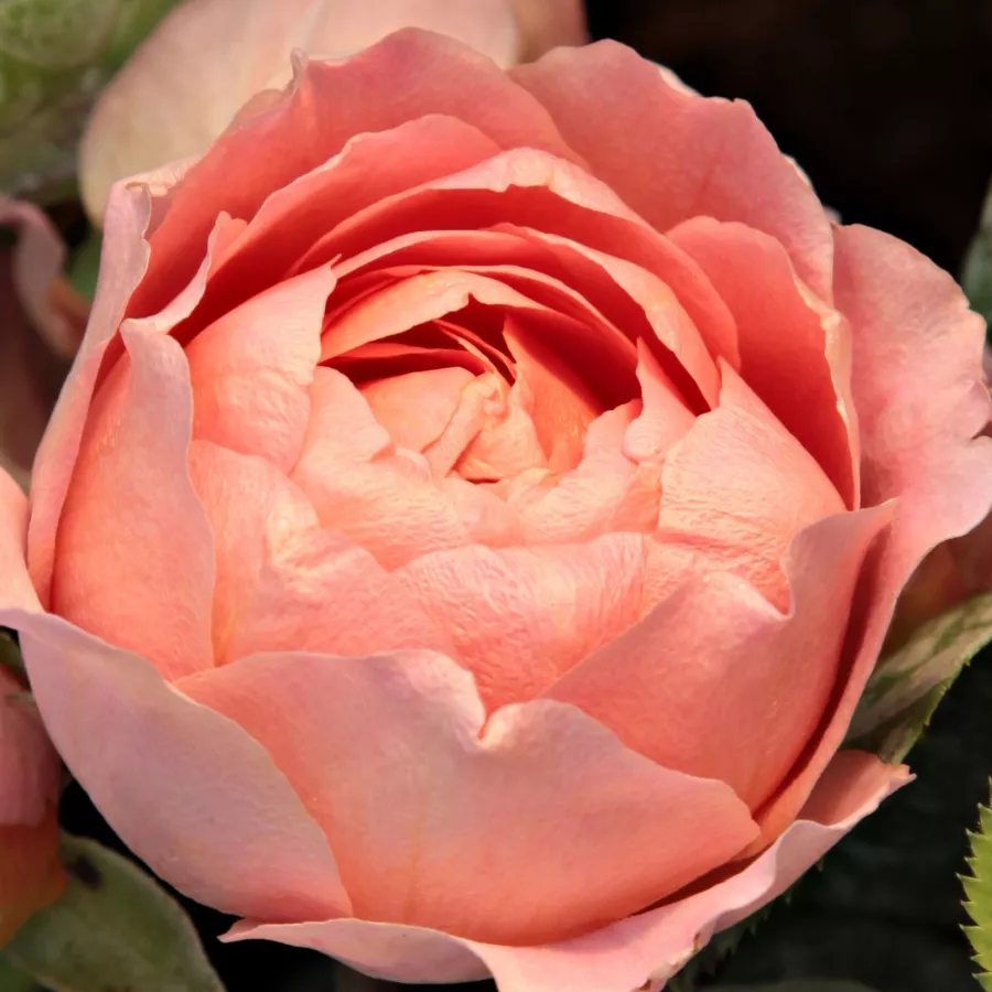 Róża z dyskretnym zapachem - Róża - Amandine Chanel™ - Szkółka Róż Rozaria
